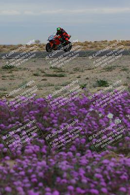 media/Jan-14-2023-SoCal Trackdays (Sat) [[497694156f]]/Turn 14 Exit Bloomig (145pm)/